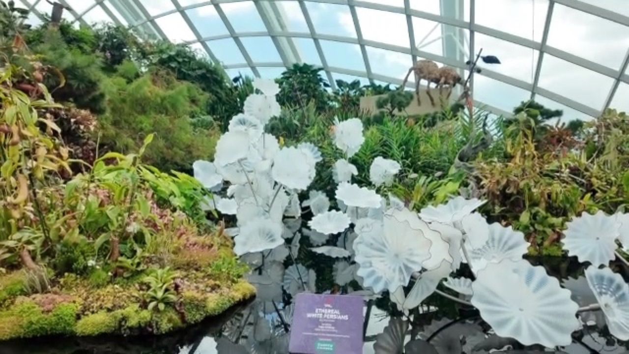 白い花が並ぶ展示エリア