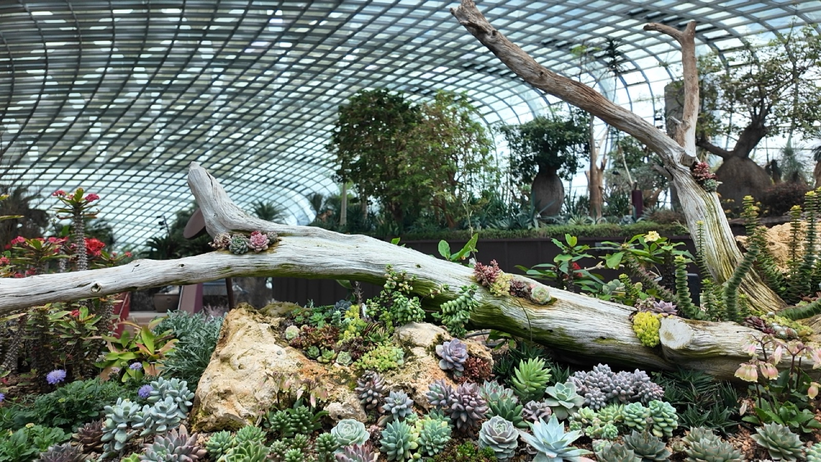 フラワードームのガラス天井と多肉植物の展示