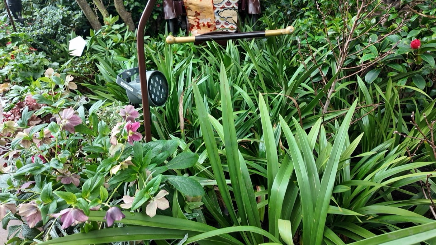 フラワードーム 和のエリアの植栽
