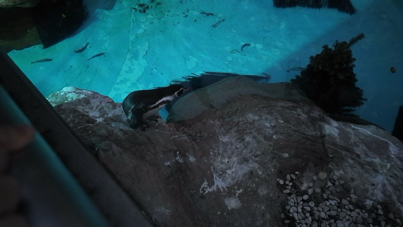 ライトアップされた水槽のペンギン