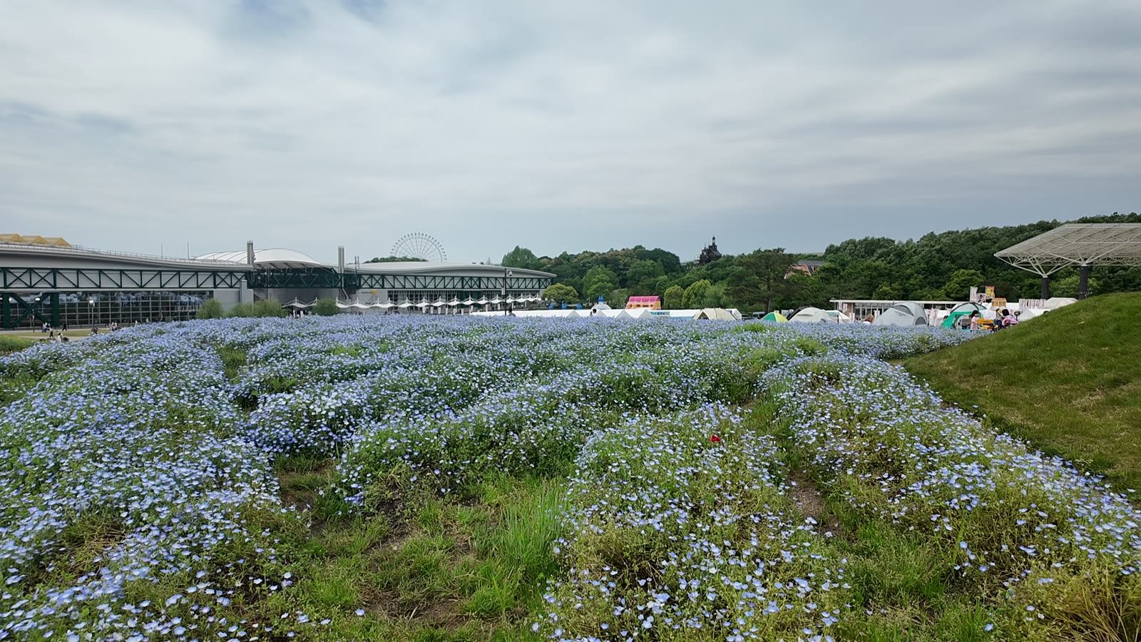 愛・地球博記念公園に咲くネモフィラの花畑